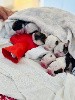  - Naissance 7 superbes Bulldog