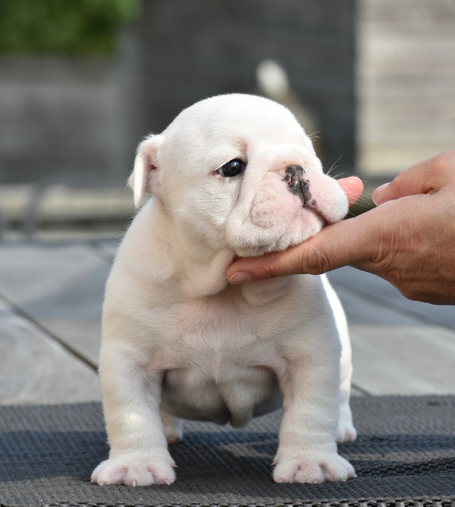 de Théop's - Chiot disponible  - Bulldog Anglais