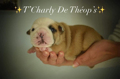 T CHARLY De Théop s