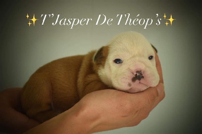 T JASPER De Theop s