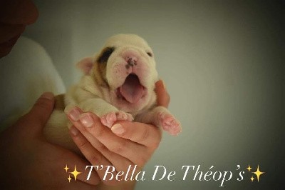 T BELLA De Theop s