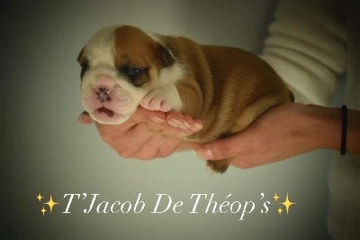 T JACOB De Theop s