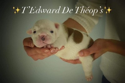 T EDWARD De Theop s