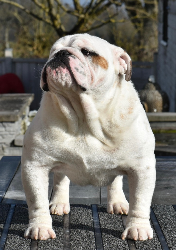 Krysbull Vincenzo detheops dorwood