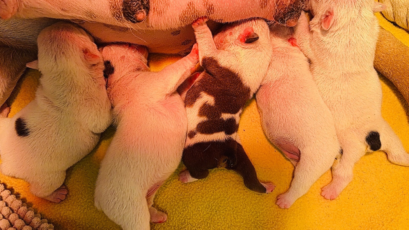 Chiots à réserver ❤