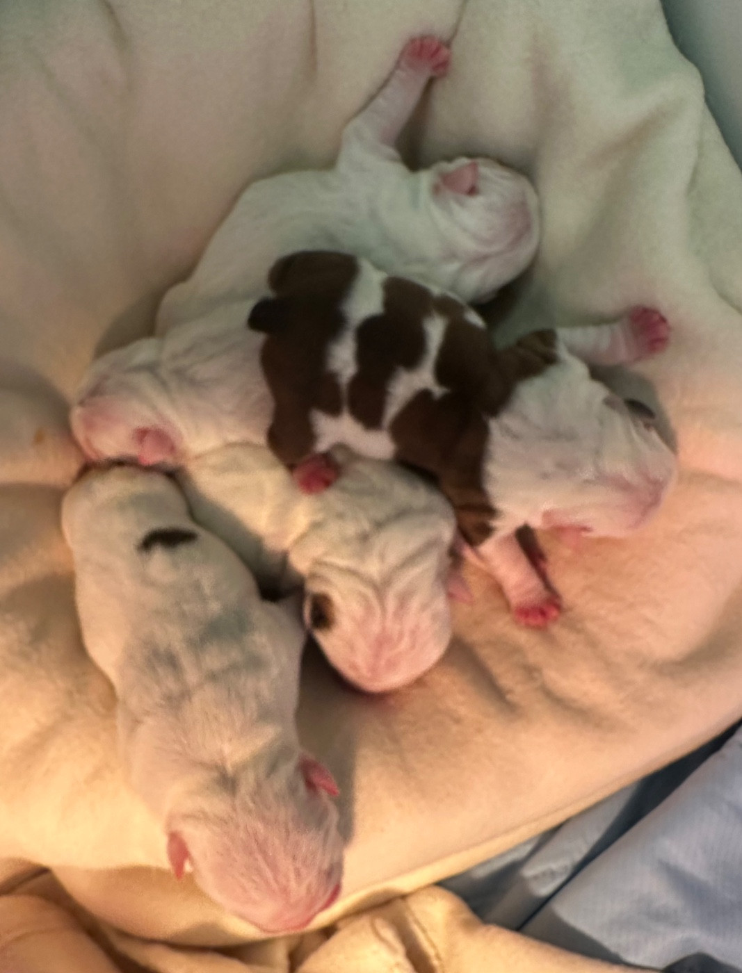 de Théop's - Chiots disponibles - Bulldog Anglais