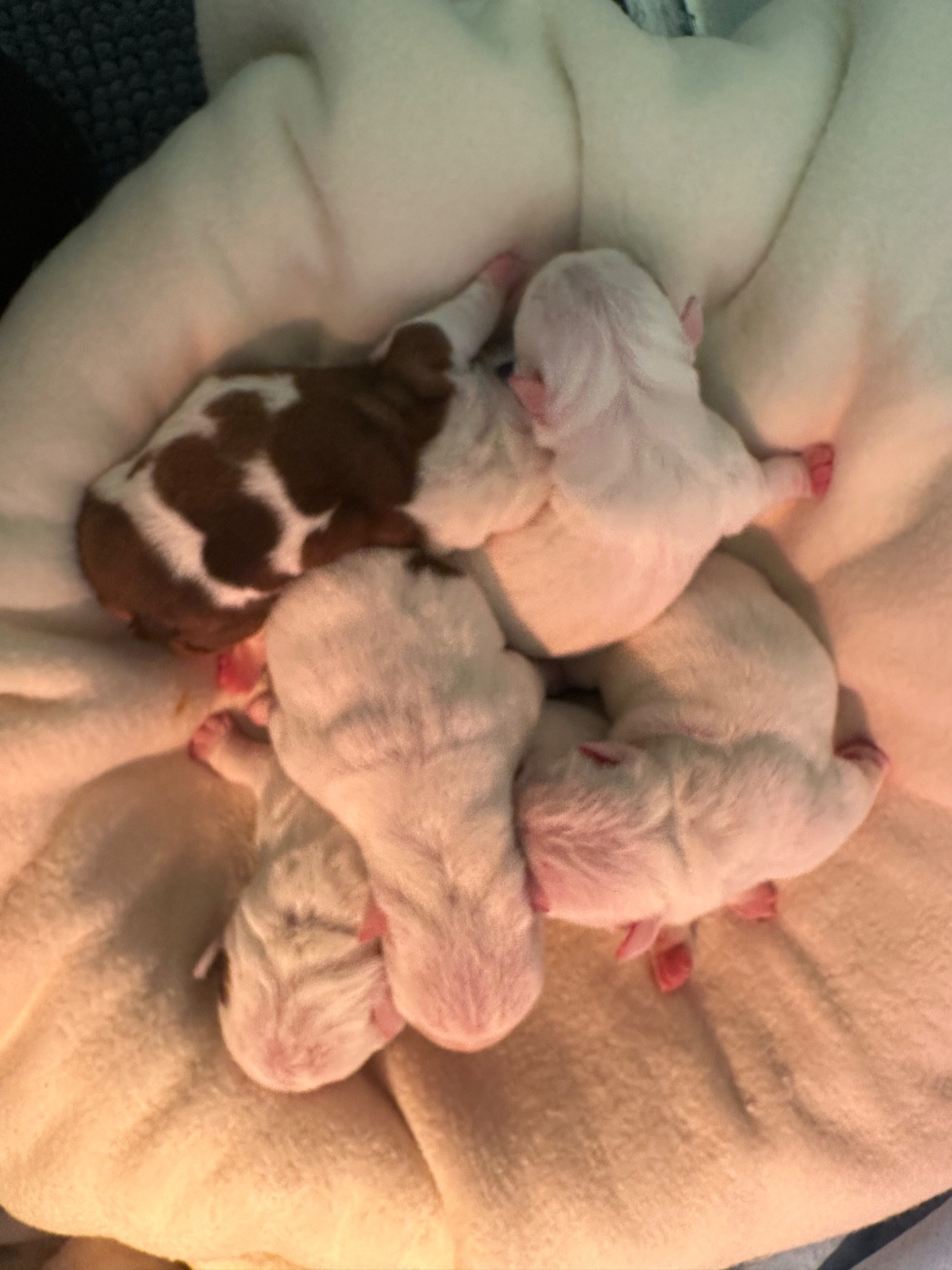 de Théop's - Chiots disponibles - Bulldog Anglais