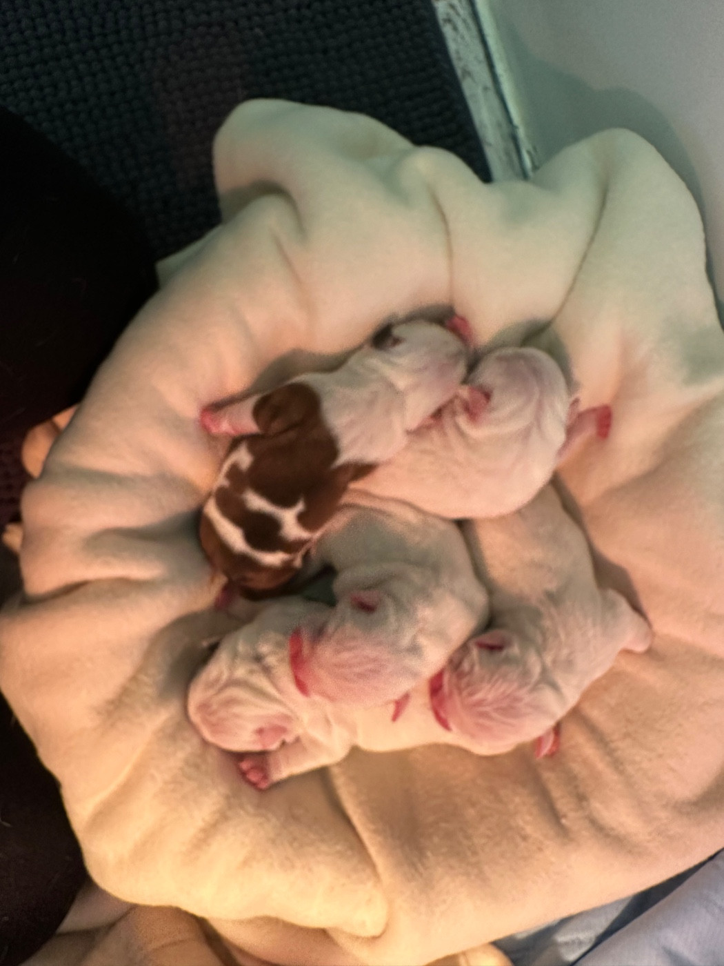 de Théop's - Chiots disponibles - Bulldog Anglais