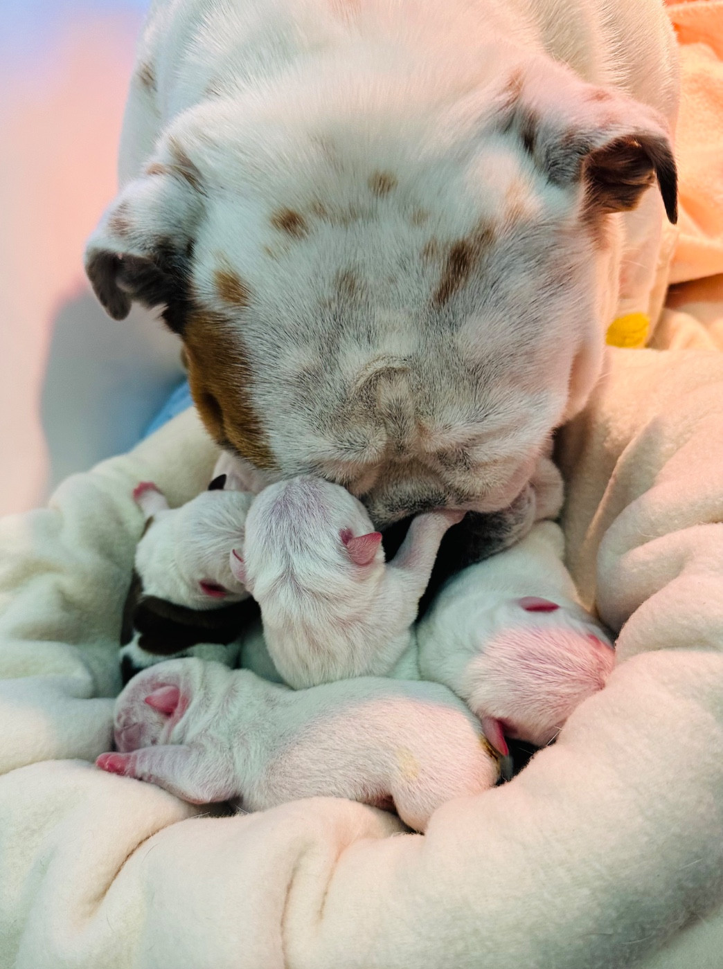 Chiot Bulldog Anglais de Théop's