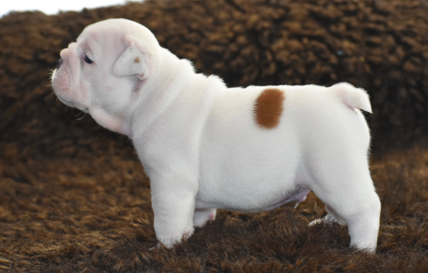 de Théop's - Chiots disponibles - Bulldog Anglais