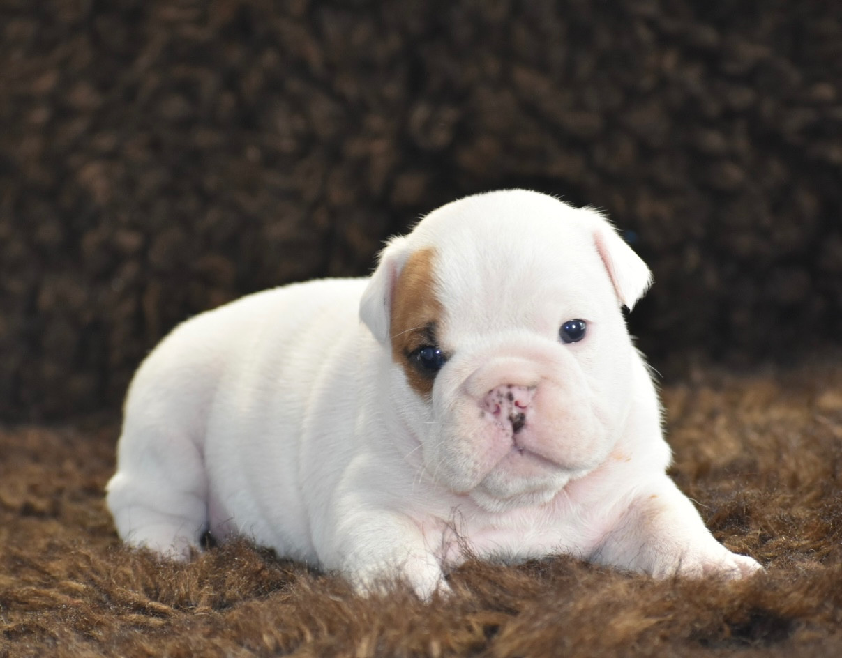 de Théop's - Chiots disponibles - Bulldog Anglais