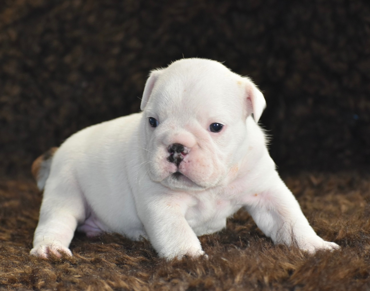 de Théop's - Chiots disponibles - Bulldog Anglais