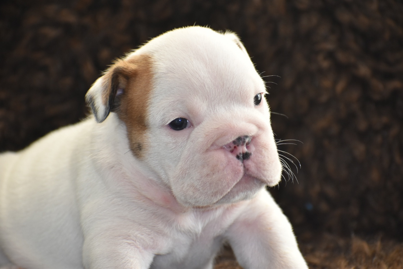 de Théop's - Chiots disponibles - Bulldog Anglais
