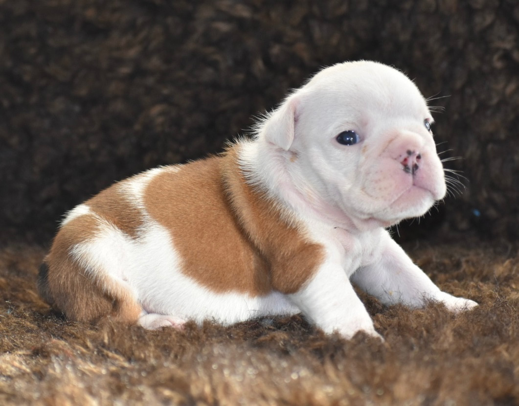 de Théop's - Chiots disponibles - Bulldog Anglais