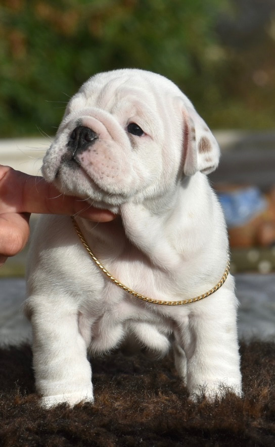 de Théop's - Chiots disponibles - Bulldog Anglais