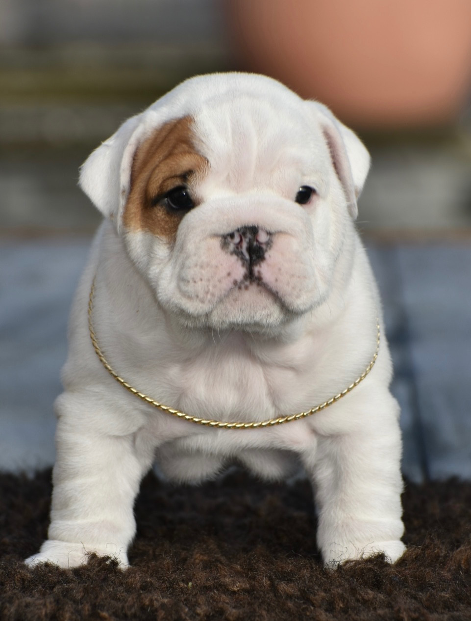 de Théop's - Chiots disponibles - Bulldog Anglais