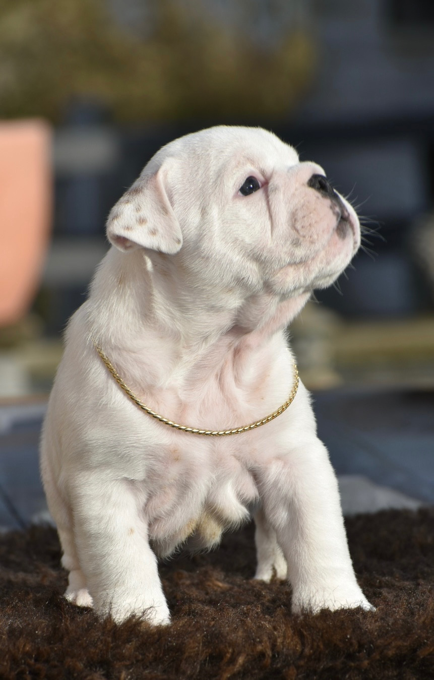 de Théop's - Chiots disponibles - Bulldog Anglais