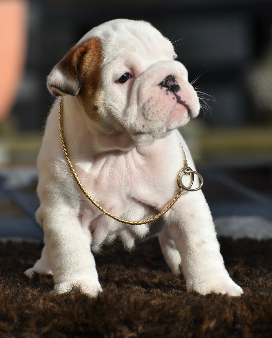 de Théop's - Chiots disponibles - Bulldog Anglais