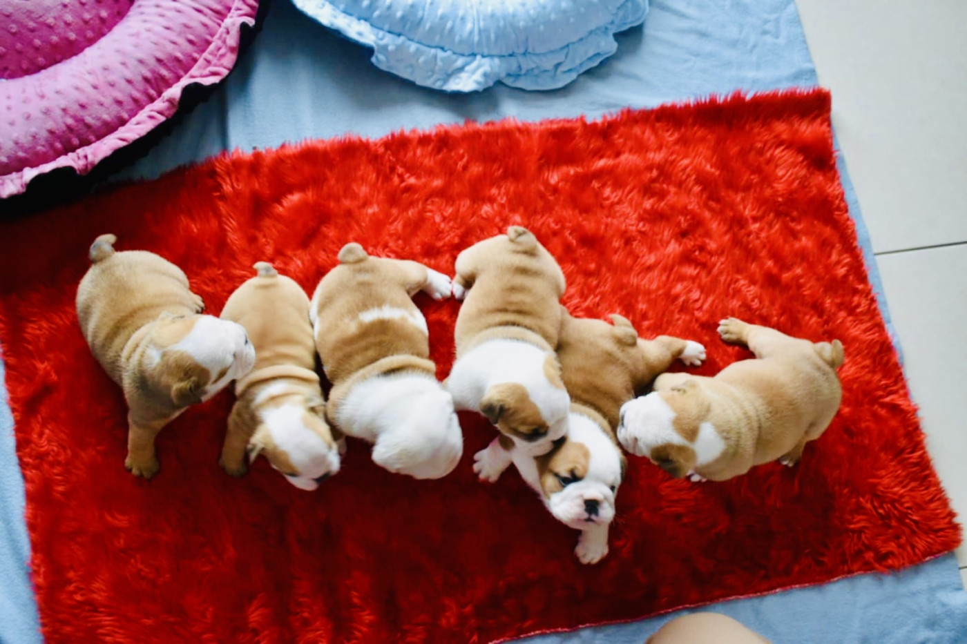 Chiot Bulldog Anglais de Théop's