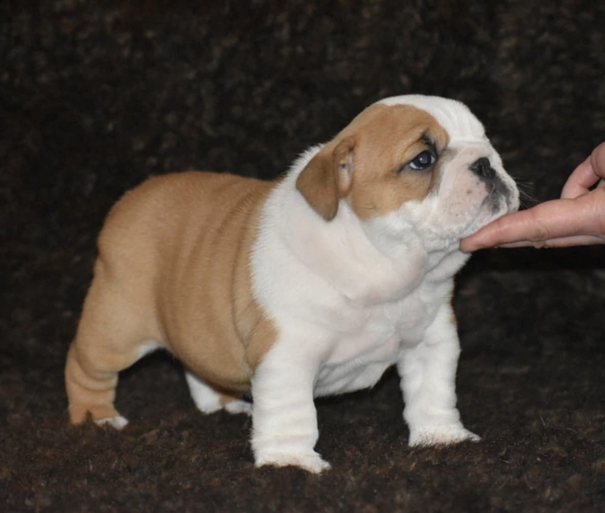 de Théop's - Chiots disponibles - Bulldog Anglais