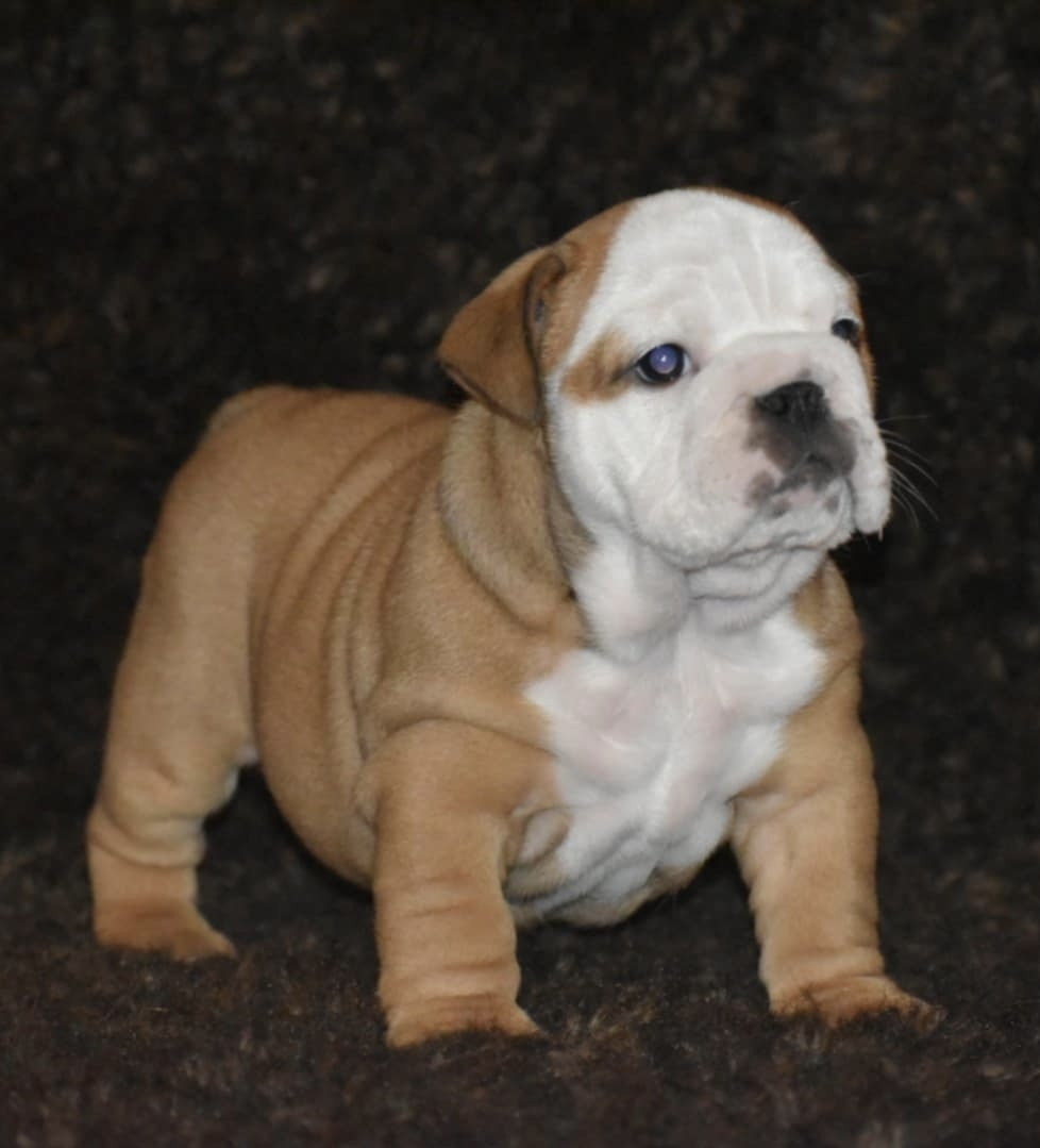 de Théop's - Chiots disponibles - Bulldog Anglais