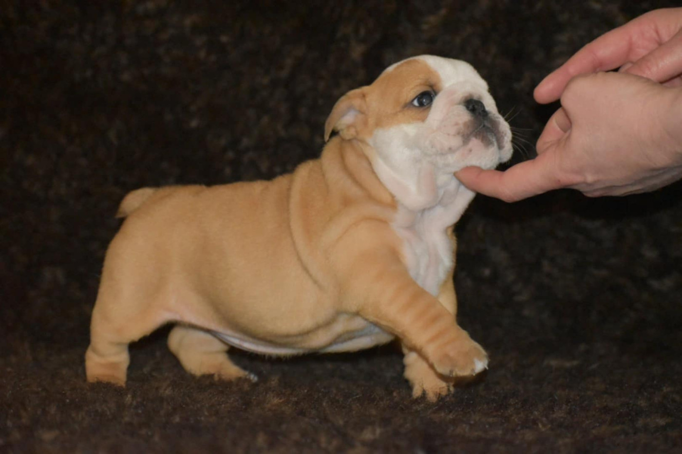 de Théop's - Chiots disponibles - Bulldog Anglais