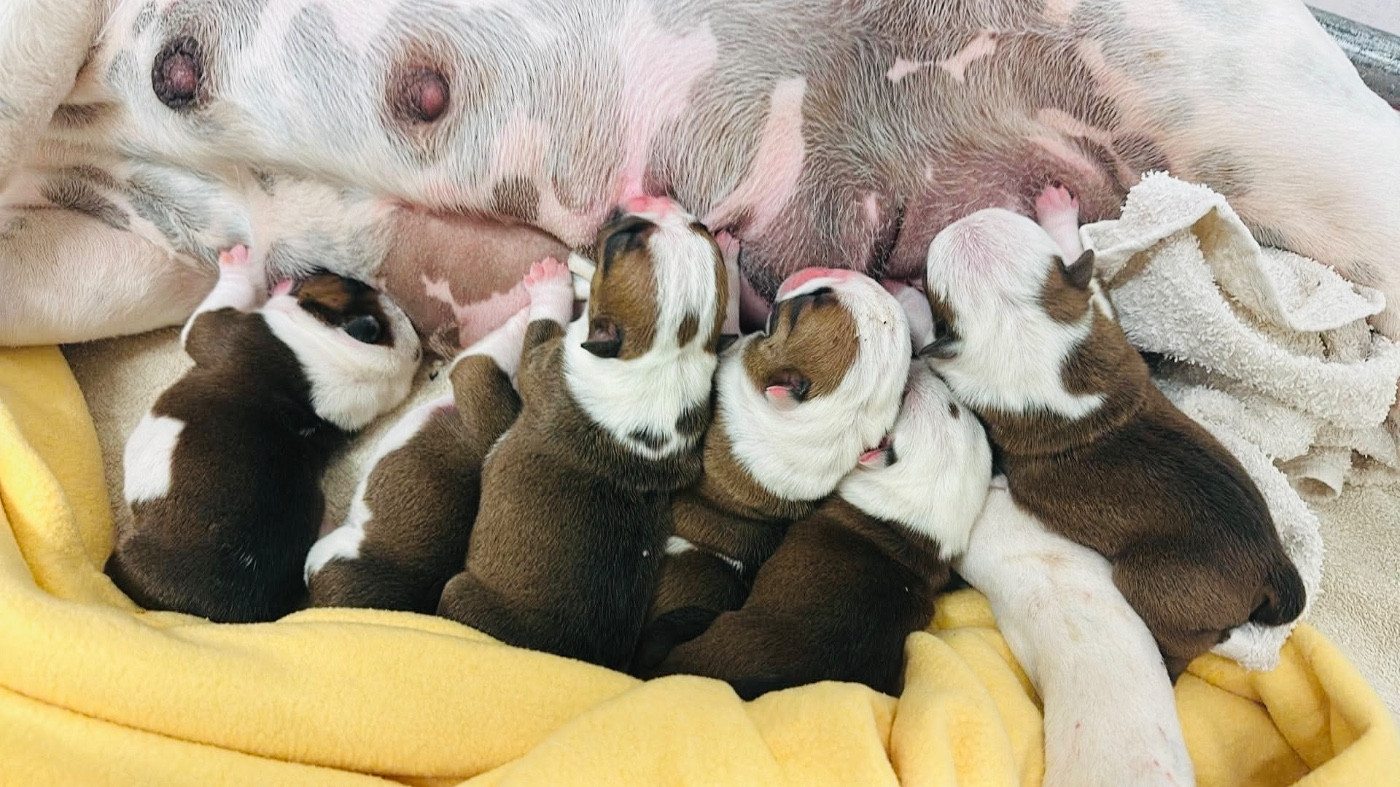de Théop's - Chiots disponibles - Bulldog Anglais