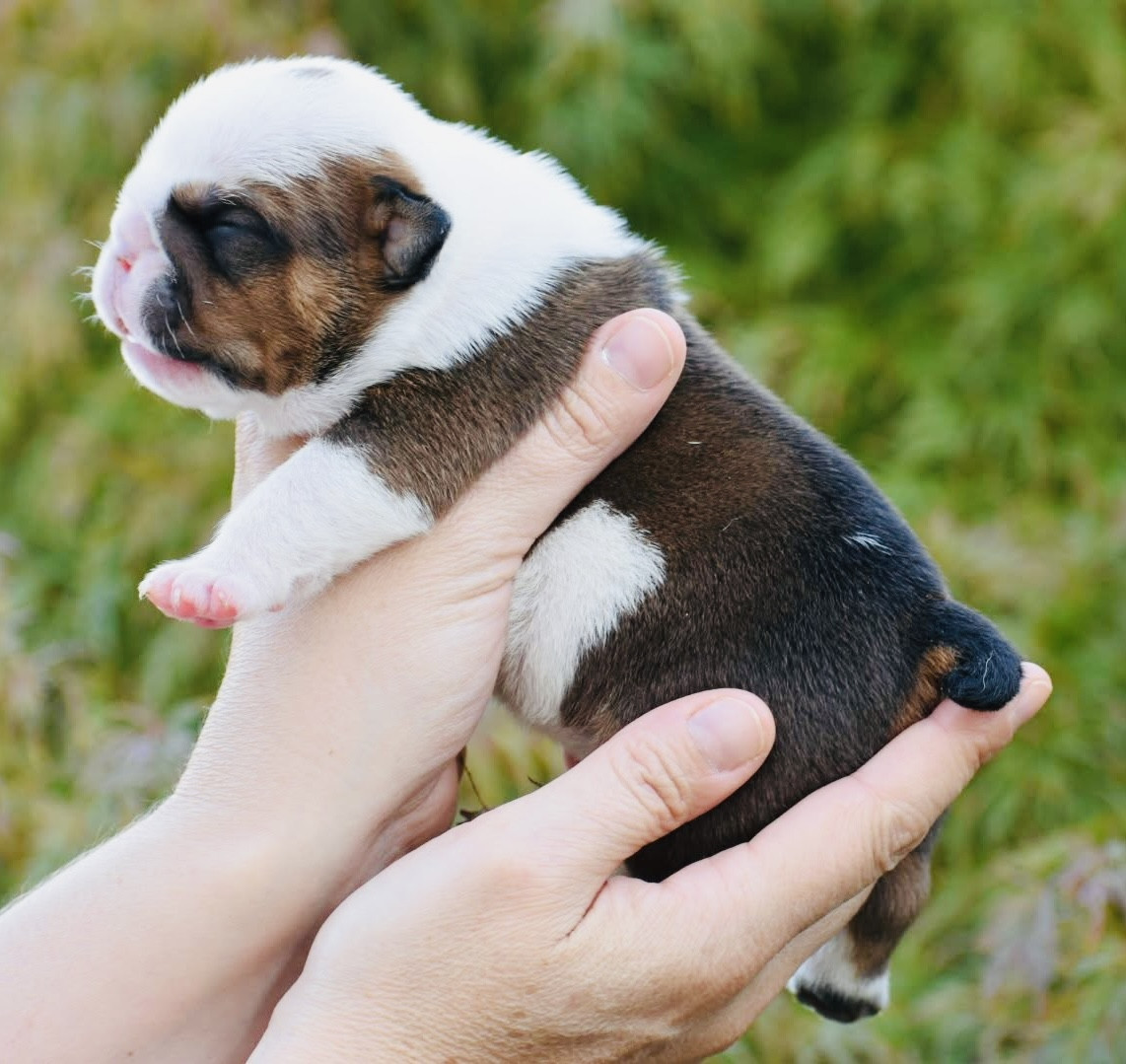 de Théop's - Chiots disponibles - Bulldog Anglais