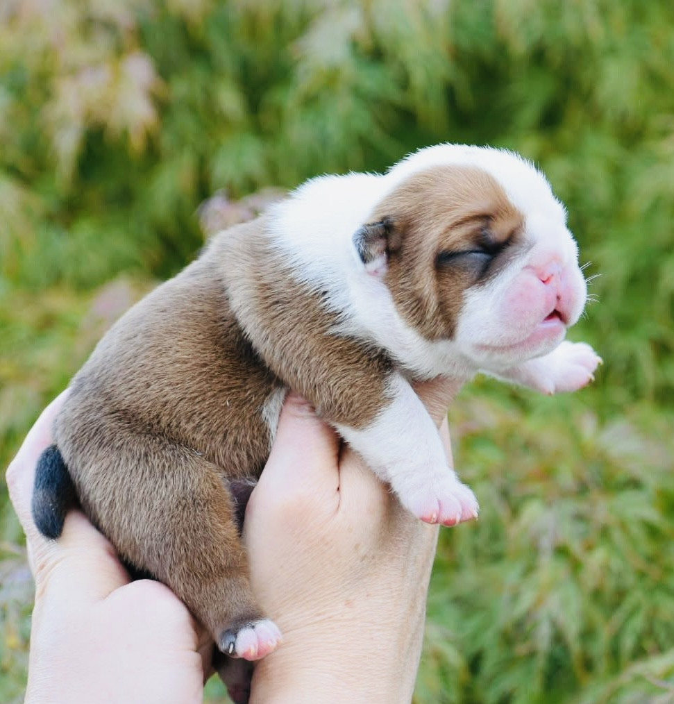 de Théop's - Chiots disponibles - Bulldog Anglais