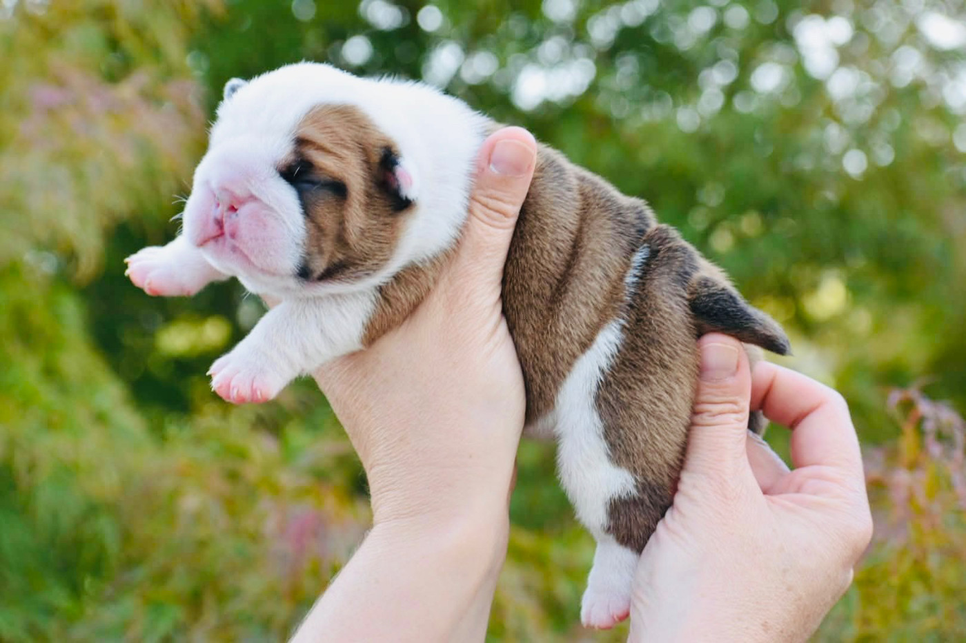 de Théop's - Chiots disponibles - Bulldog Anglais