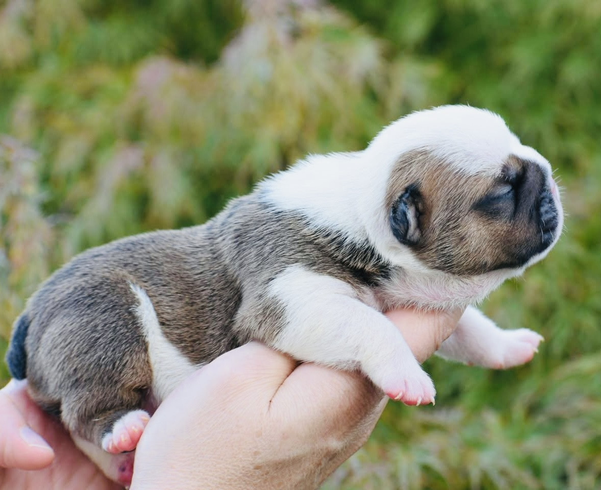 de Théop's - Chiots disponibles - Bulldog Anglais