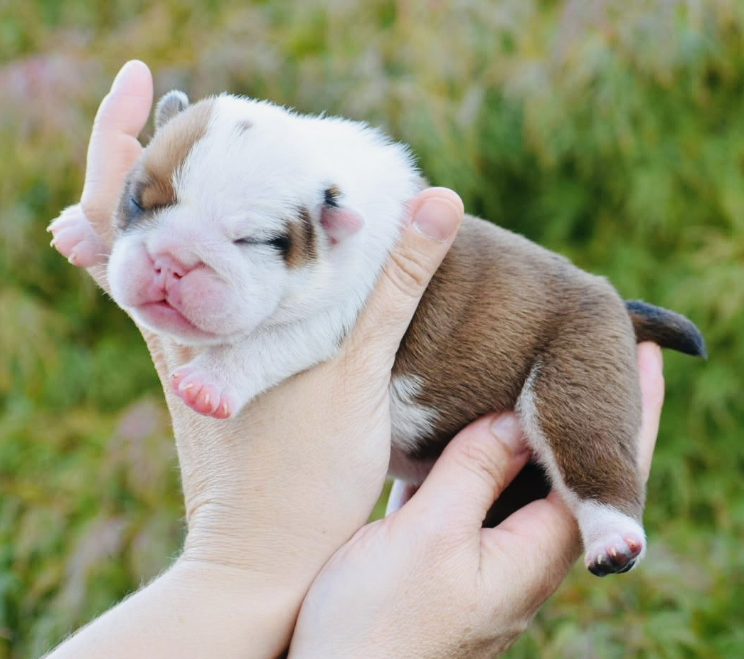 de Théop's - Chiots disponibles - Bulldog Anglais