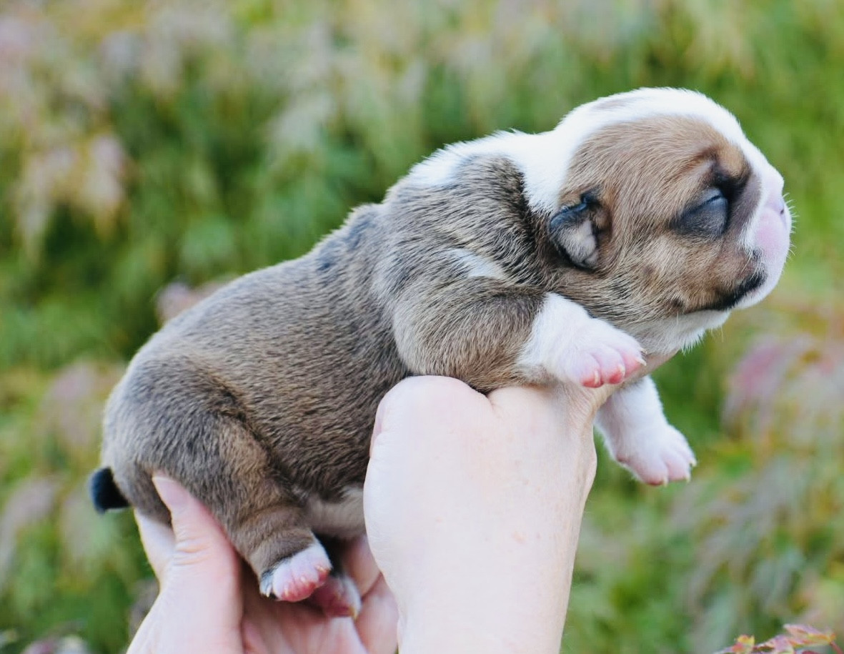 de Théop's - Chiots disponibles - Bulldog Anglais