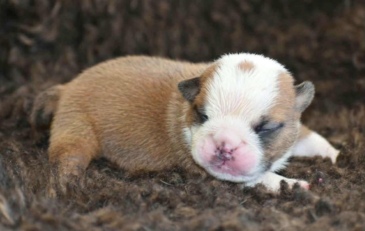 de Théop's - Chiots disponibles - Bulldog Anglais