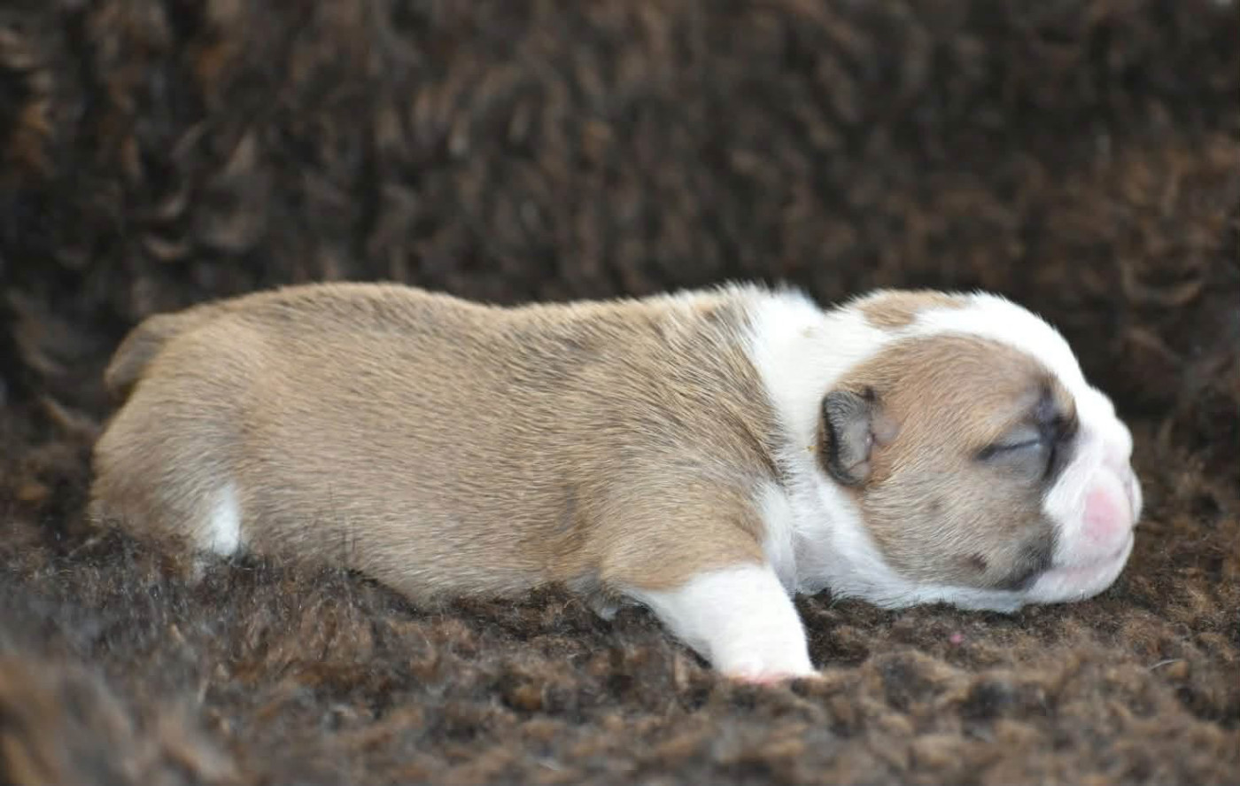 de Théop's - Chiots disponibles - Bulldog Anglais