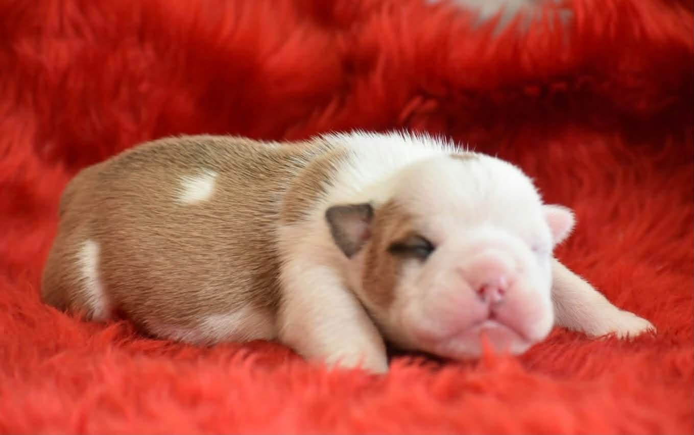 de Théop's - Chiots disponibles - Bulldog Anglais