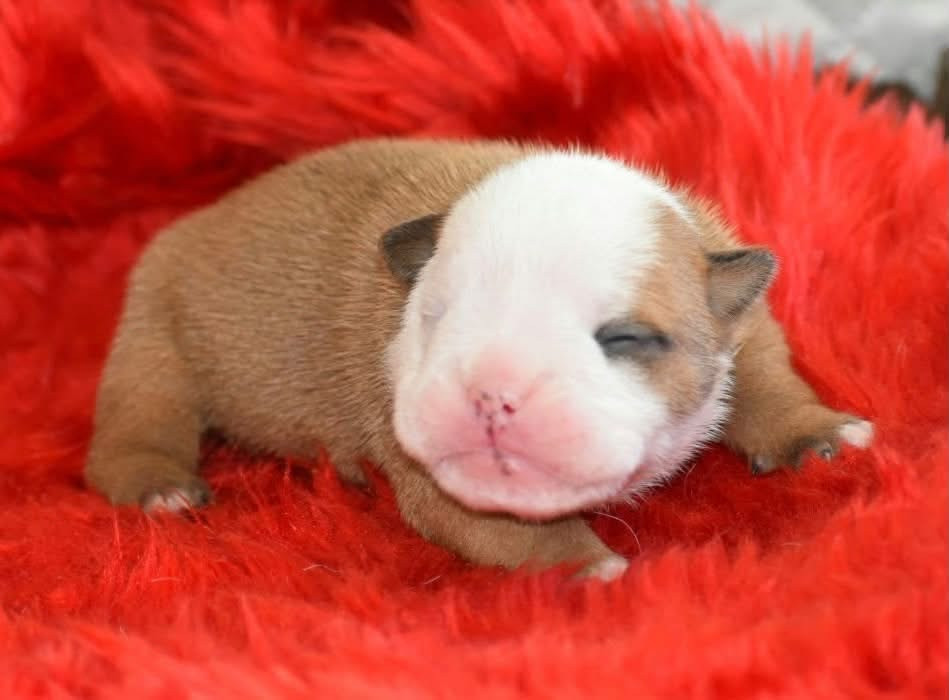 de Théop's - Chiots disponibles - Bulldog Anglais