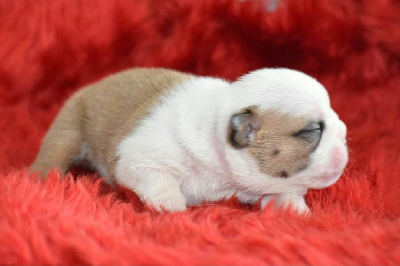 de Théop's - Chiots disponibles - Bulldog Anglais