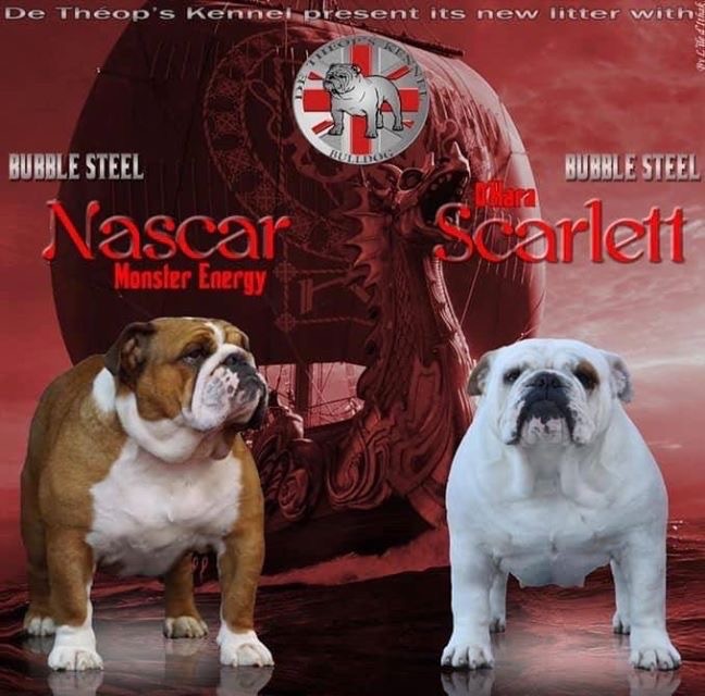 de Théop's - Bulldog Anglais - Portée née le 15/06/2020