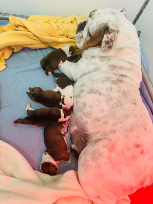 CHIOT 1