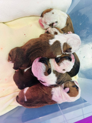 CHIOT 2