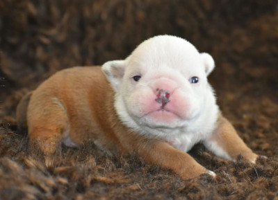 CHIOT 1