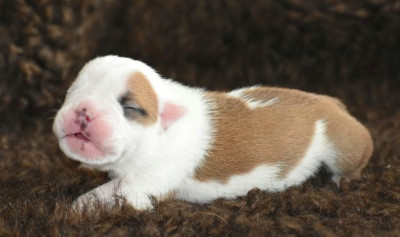 Chiot N°1