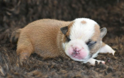 Chiot N°2