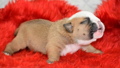 Chiot N°6