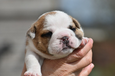 CHIOT 4